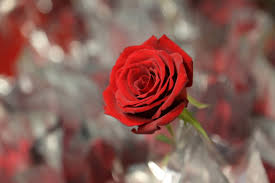 Descrição da imagem: Foto de uma rosa vermelha com fundo destorcido. Fim da descrição
